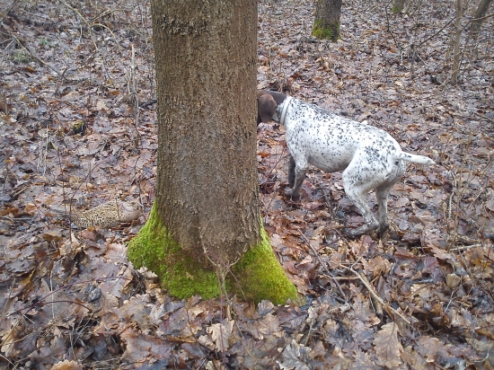 postrieľaná sliepka