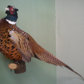 hradujúci