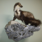 kuňak