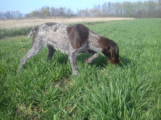 čo nového na dvore