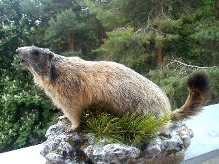 svištik