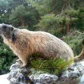 svištik