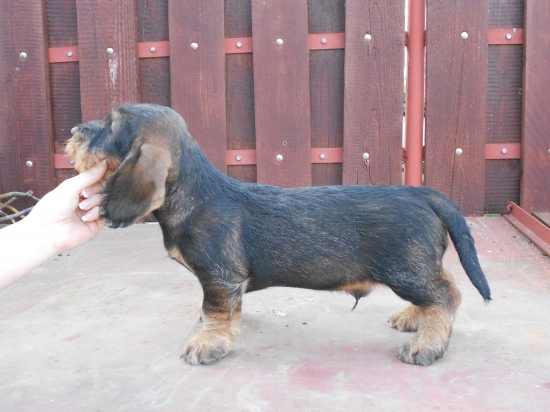 Bax z Fikovho dvora (9. t)