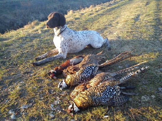 Ajda z Velkoněmčického dvora