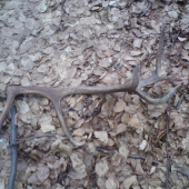 2.8 kg dufam ze najdem aj druhy