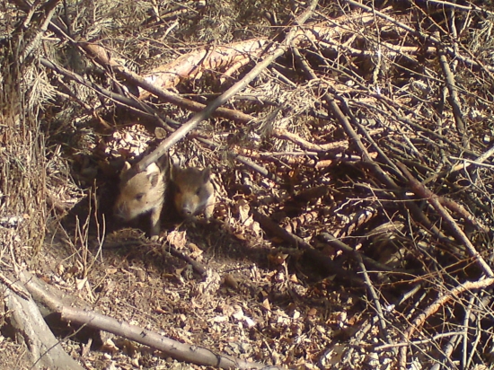 dnešná prechádzka