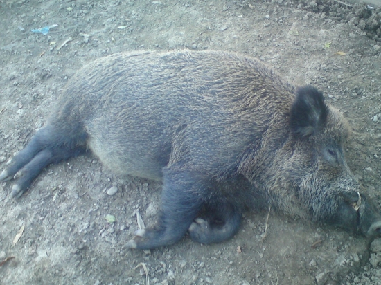 Miško