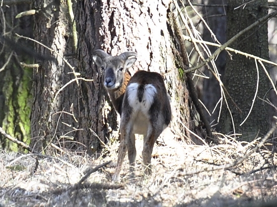 muflón