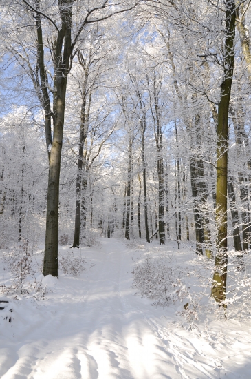 ... karpaty1...
