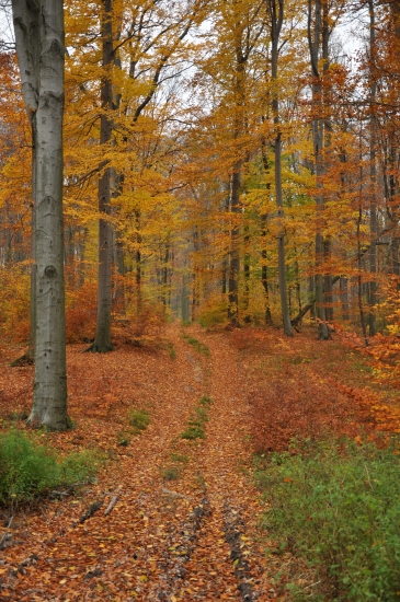 ... karpaty2...