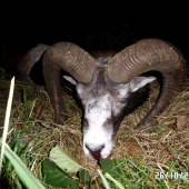 nezapomenutelný muflon