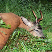 překvapení v obilí