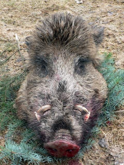 Můj kňour detail hlavy