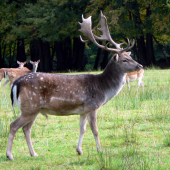 Vládce harému.....