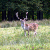 Krasavec z loňské říje...