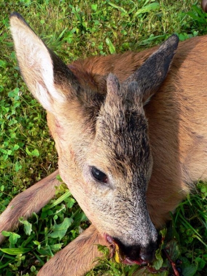 Letošní první srneček