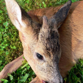 Letošní první srneček