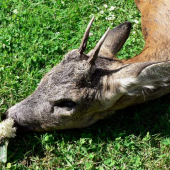 Můj první srnec v r. 2006