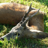 Srnec z rána 7. 9. 2010