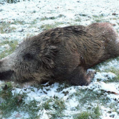 Selátko z noční čekané