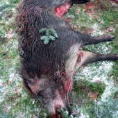 Z nástřelu na výřadě