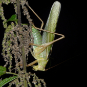 kobylka