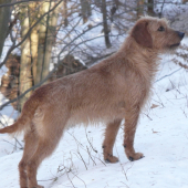 Gaja