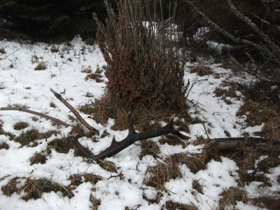 rok si na mna pockal