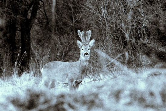 Liptovský krásavec