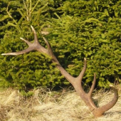 Spríjemnil mi poobednú prechádzku