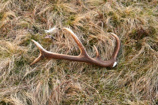 Dobre založený mladík