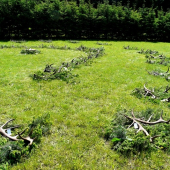 Výstava jeleních zhodov Pribylina 2011