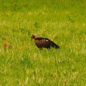 Volade tu som tú myš videl