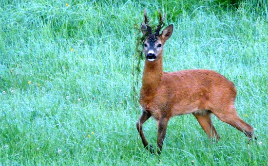 Napískaný