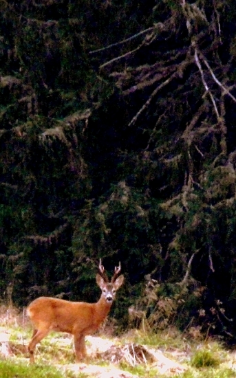 Srnec z horného Liptova