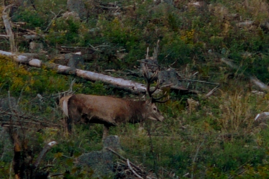 Hľadajúci v rúbani