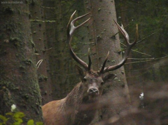 Privábený kráľ z Liptova