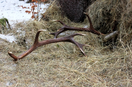 Králove ďakujem za prikrmovanie
