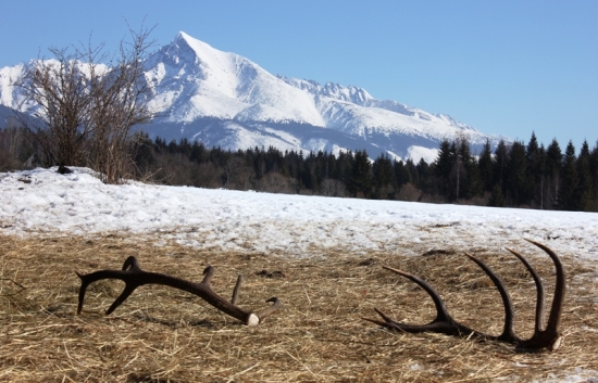 Podkriváňový štrnástorák