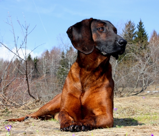 Dnešný oddych v šafranoch