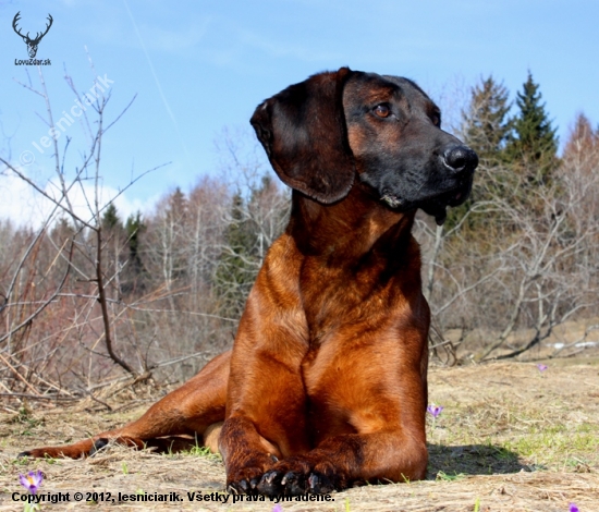 Dnešný oddych v šafranoch