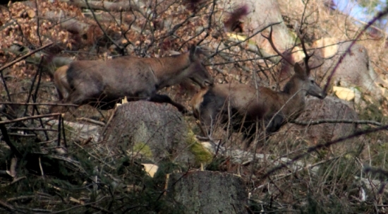 Poď,lebo Ťa uhryznem alebo kopnem do zadku