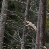 ...po úspešnom love...