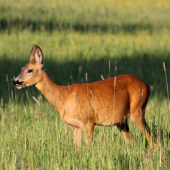 Tá ďatelinka je super