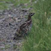 Prekvapko uprostred cesty