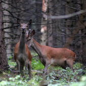 Môžem aspoň privoňať?