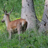 Už vytlčený mladík
