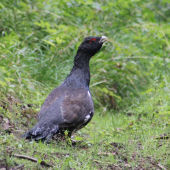Pernatý kráľ horských smrečín