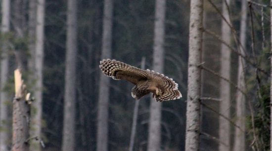 ...nálet na korisť...