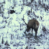 ...takto si hrabkal...